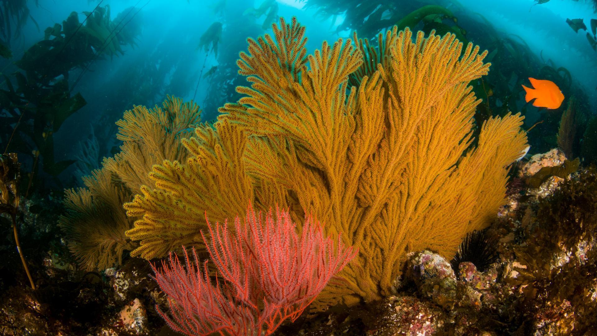 贝丝·霍瓦特珊瑚海扇